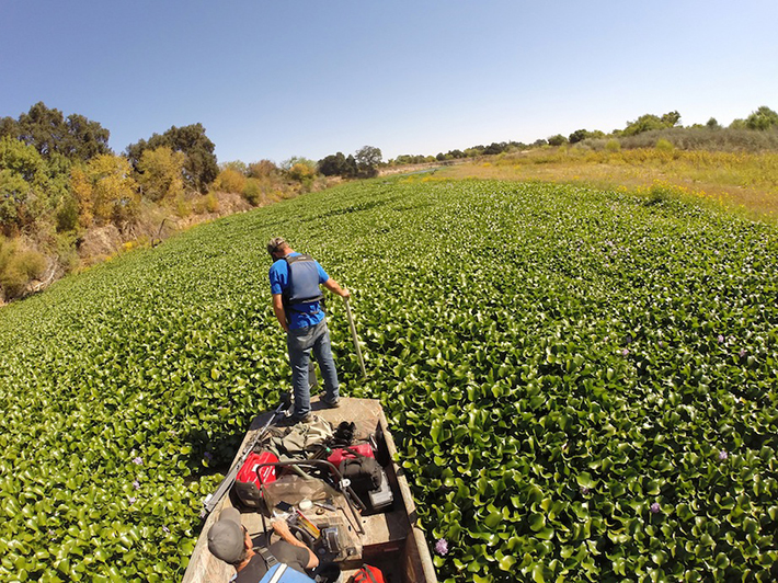 Hyacinth-monitoring.jpg Hyacinth-monitoring.jpg