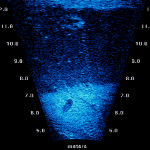 Salmon in gill net-2