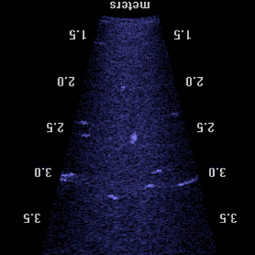 Shad, carp, gar and catfish