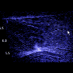 Salmon in gill net-1