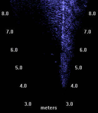 Sea lion and trawl net