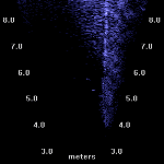 Sea lion and trawl net