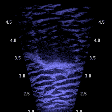 Rolling BioMass and Fish School